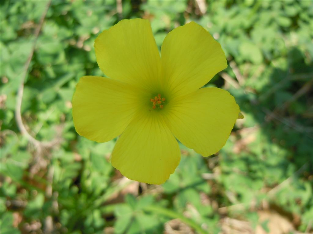 Oxalis pes-caprae / Acetosella gialla